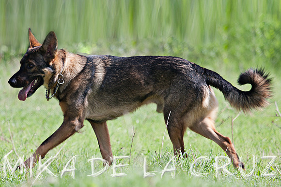 TIF03 copia